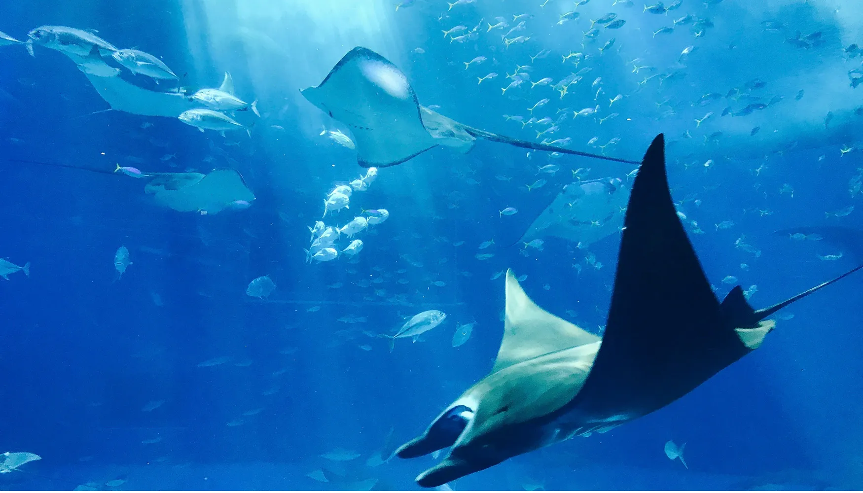 Florida Aquarium